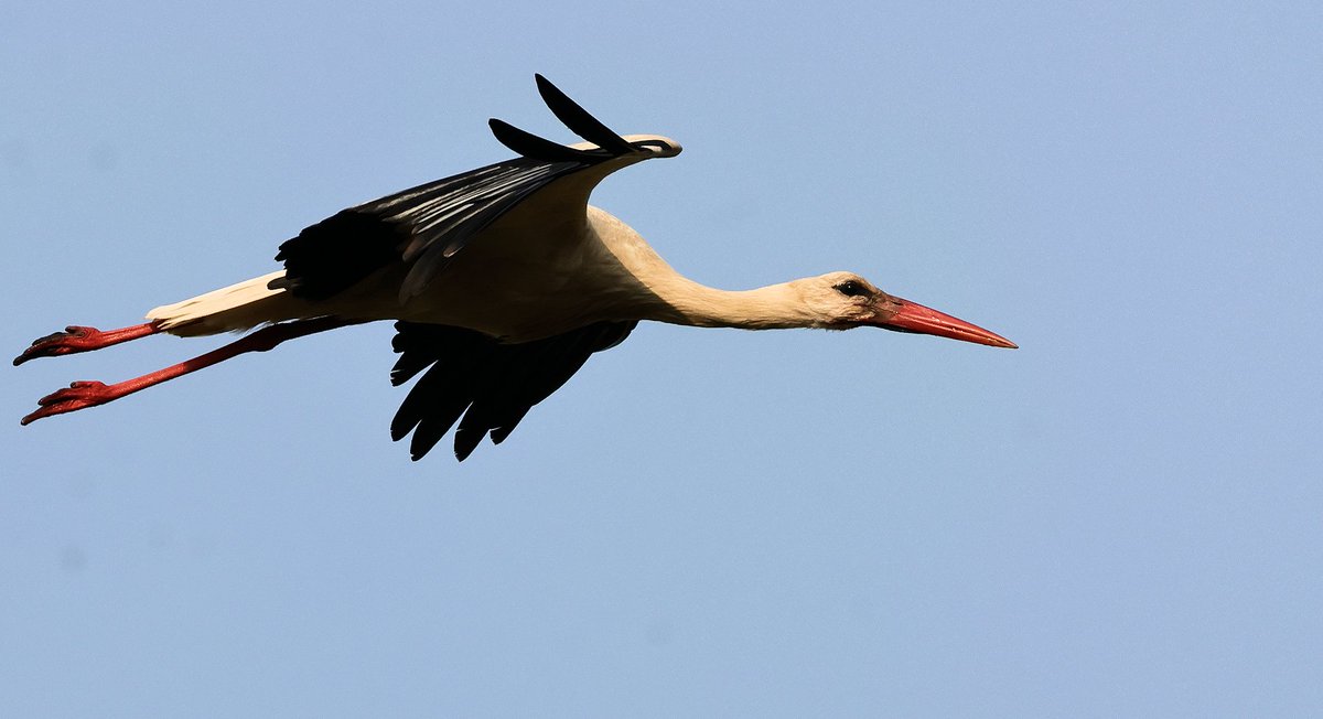 White Stork