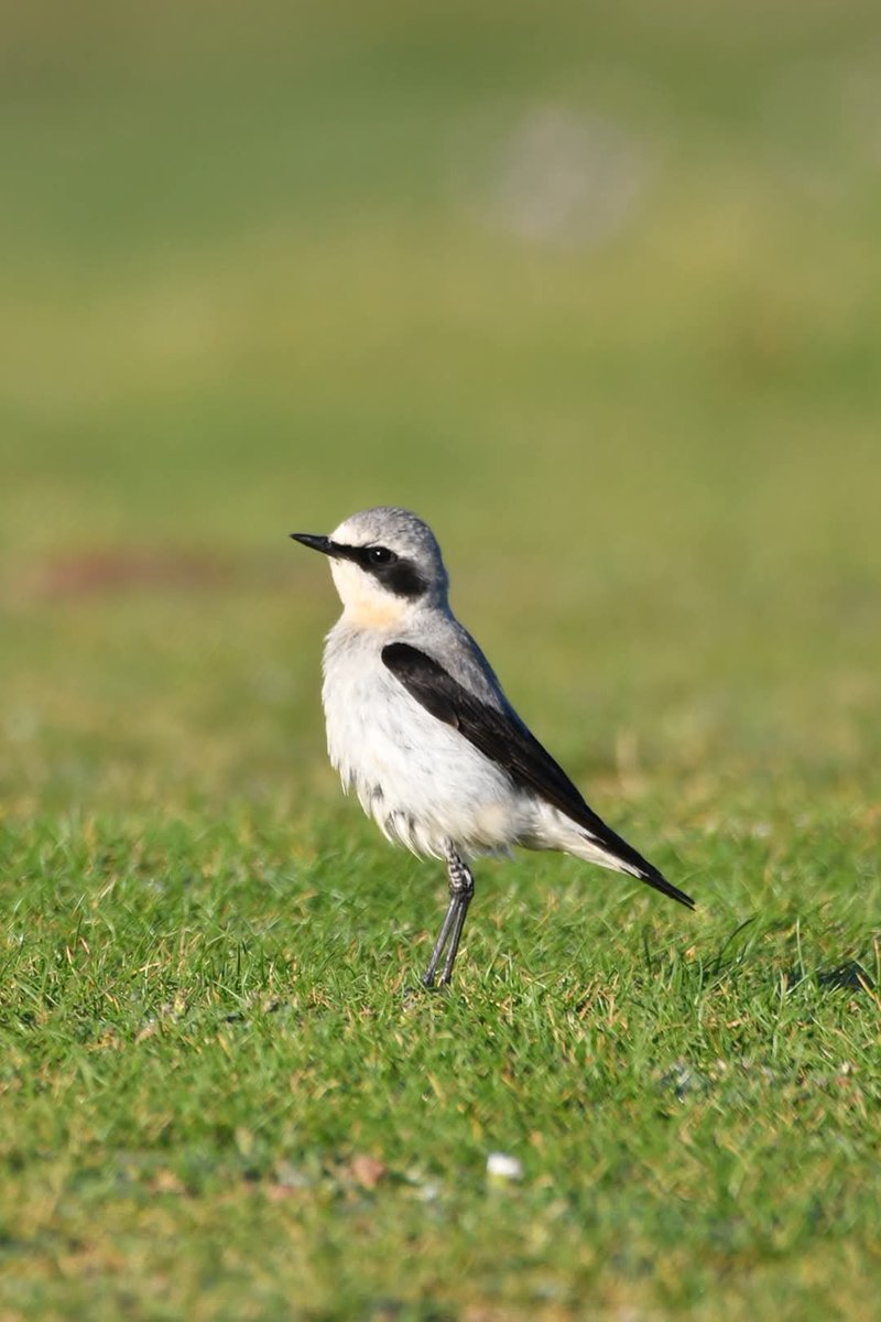 Wheatear 
Bude Cornwall 〓〓
#Bude #Cornwall 
#Wheatear