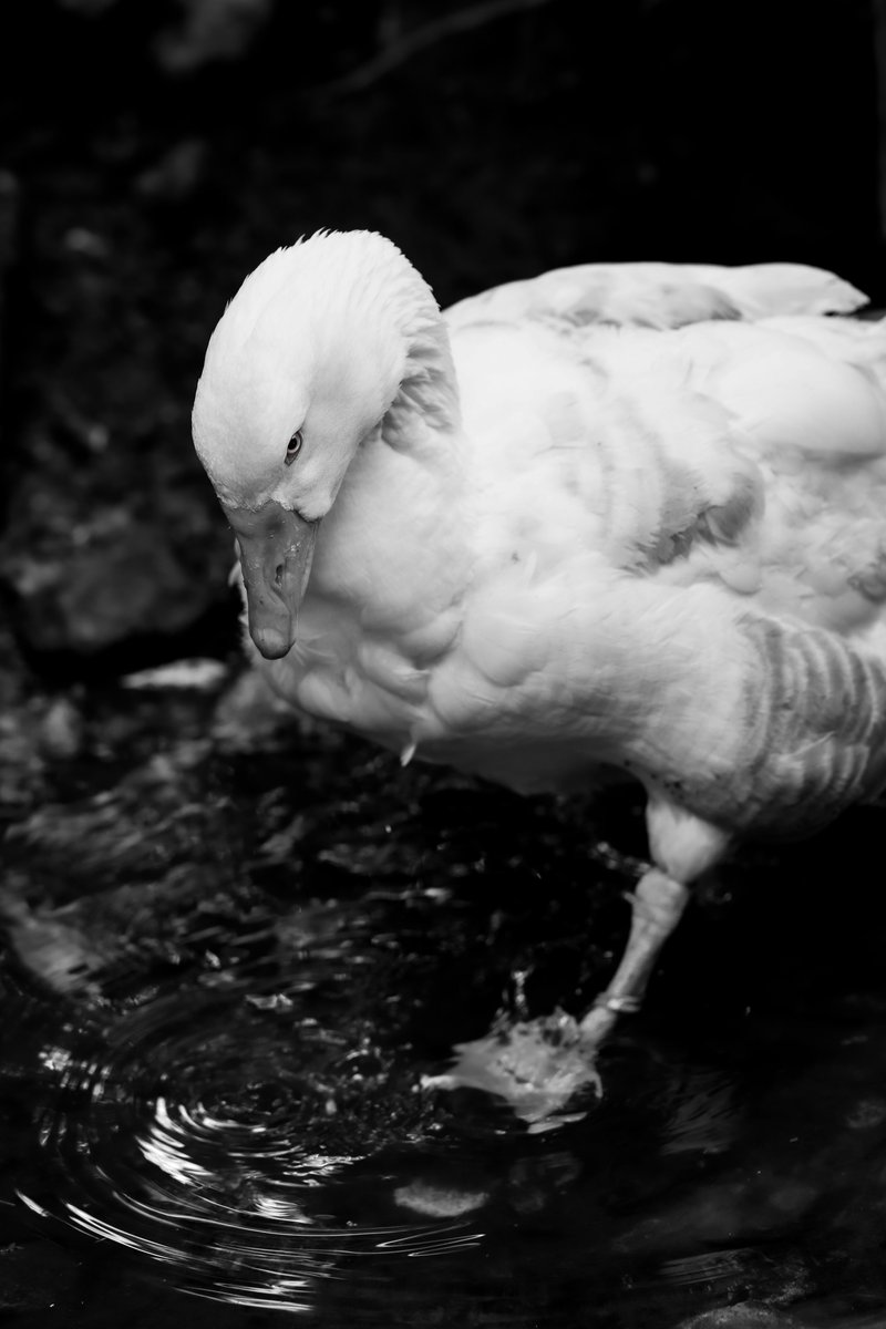 teo_BD0807's tweet image. 水見式🫳🥛