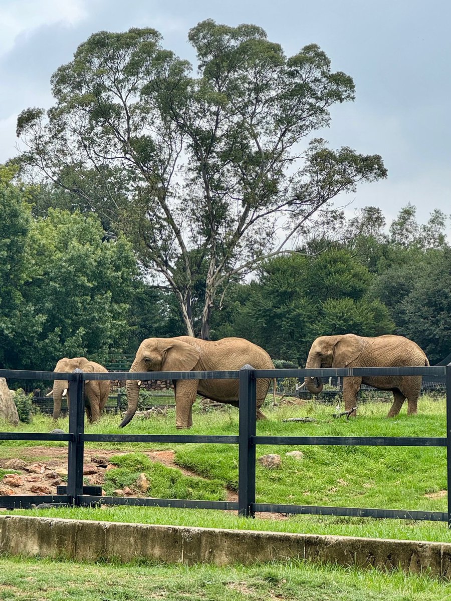 PRO ELEPHANT NETWORK tweet media