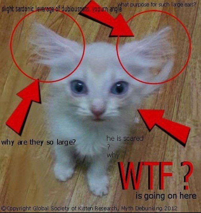 Punch Cat tweet media
