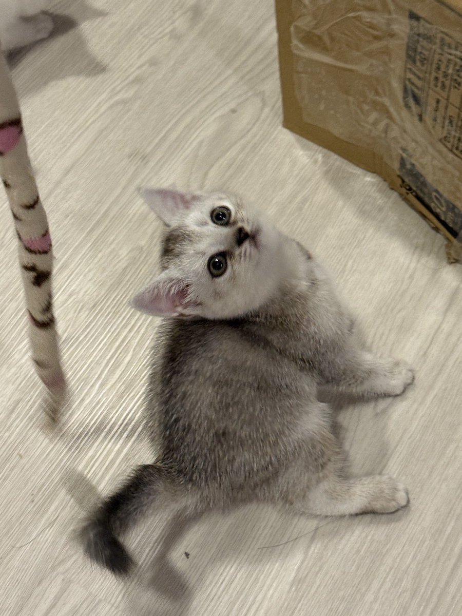 SPlaiphet's tweet photo. น้องๆยังไม่ได้บ้านนะค้าา พร้อมย้าย23. มิย. เป็นต้นไป น้องๆมี แค่ส่ส้มเป็นผู้ชายน้าา ราคาเป็นกันเองสุด4🍪🍪🍪 น้องอยู่กทม นัดรับได้อ.#แมวหาบ้าน #ขายแมว https://t.co/mlc14WPIB1