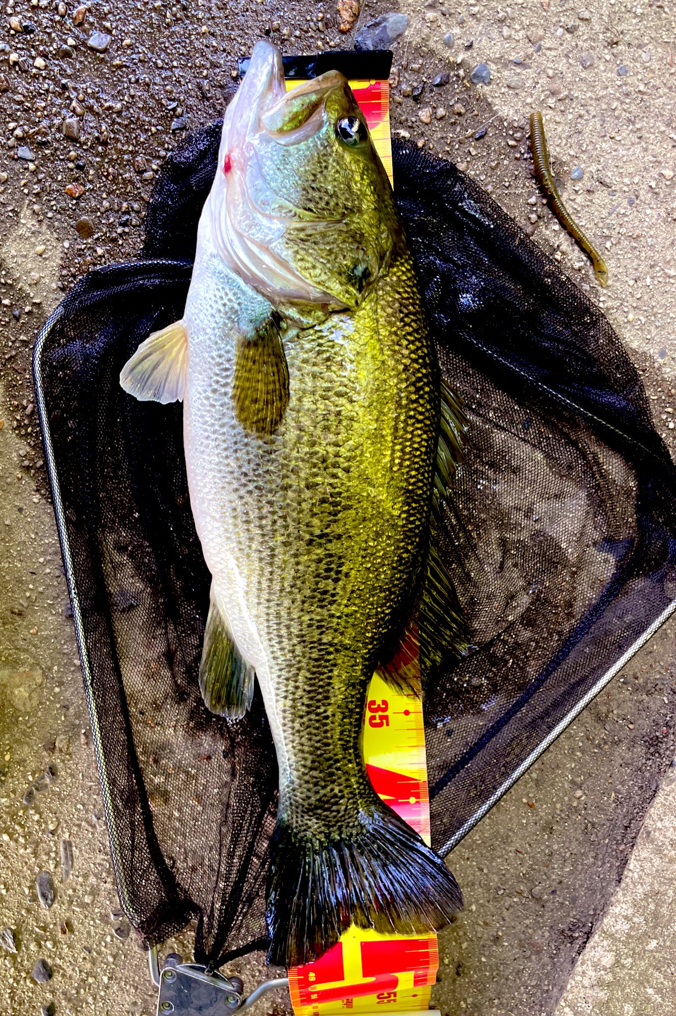 バス釣りにハマった「元」アラフォー (@21_7bassfishing) / X