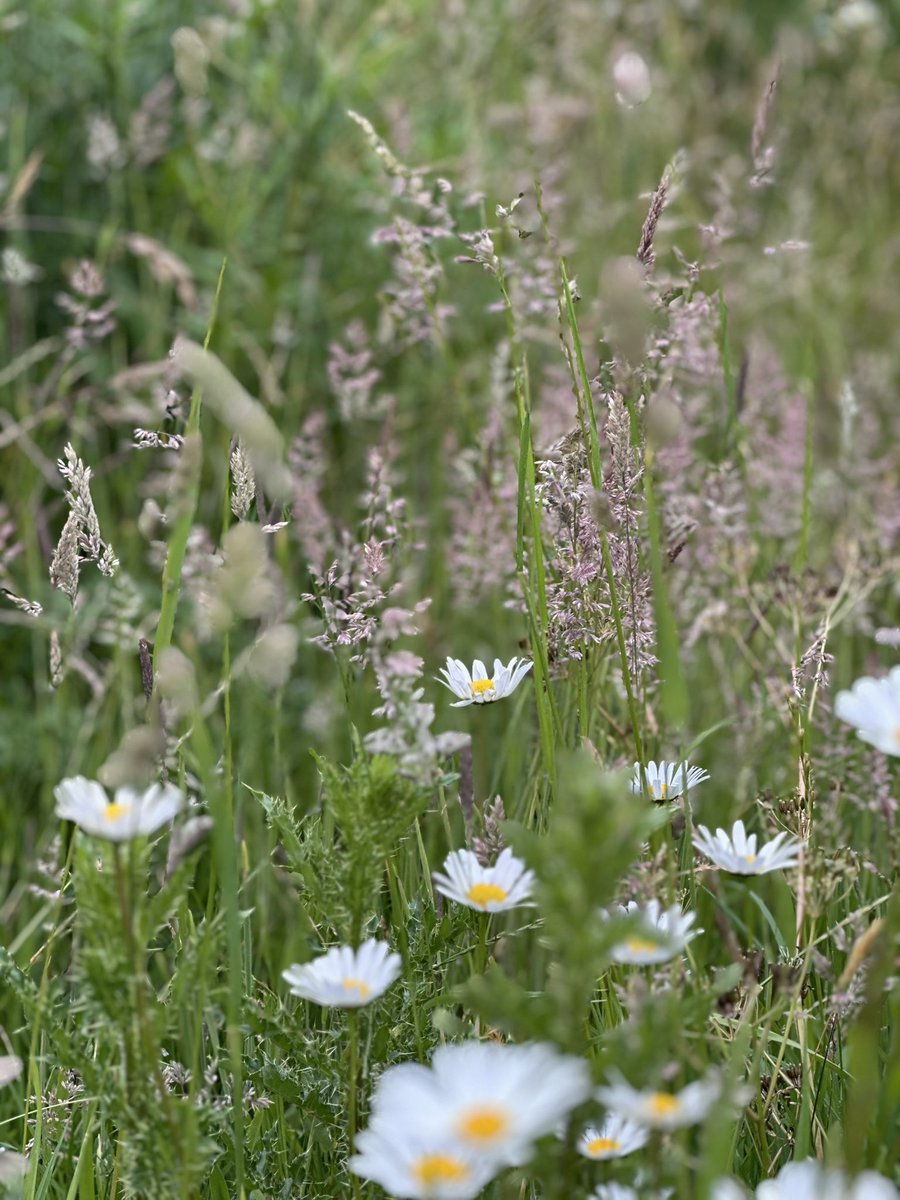 Again, very high grass pollen and weed in UK today