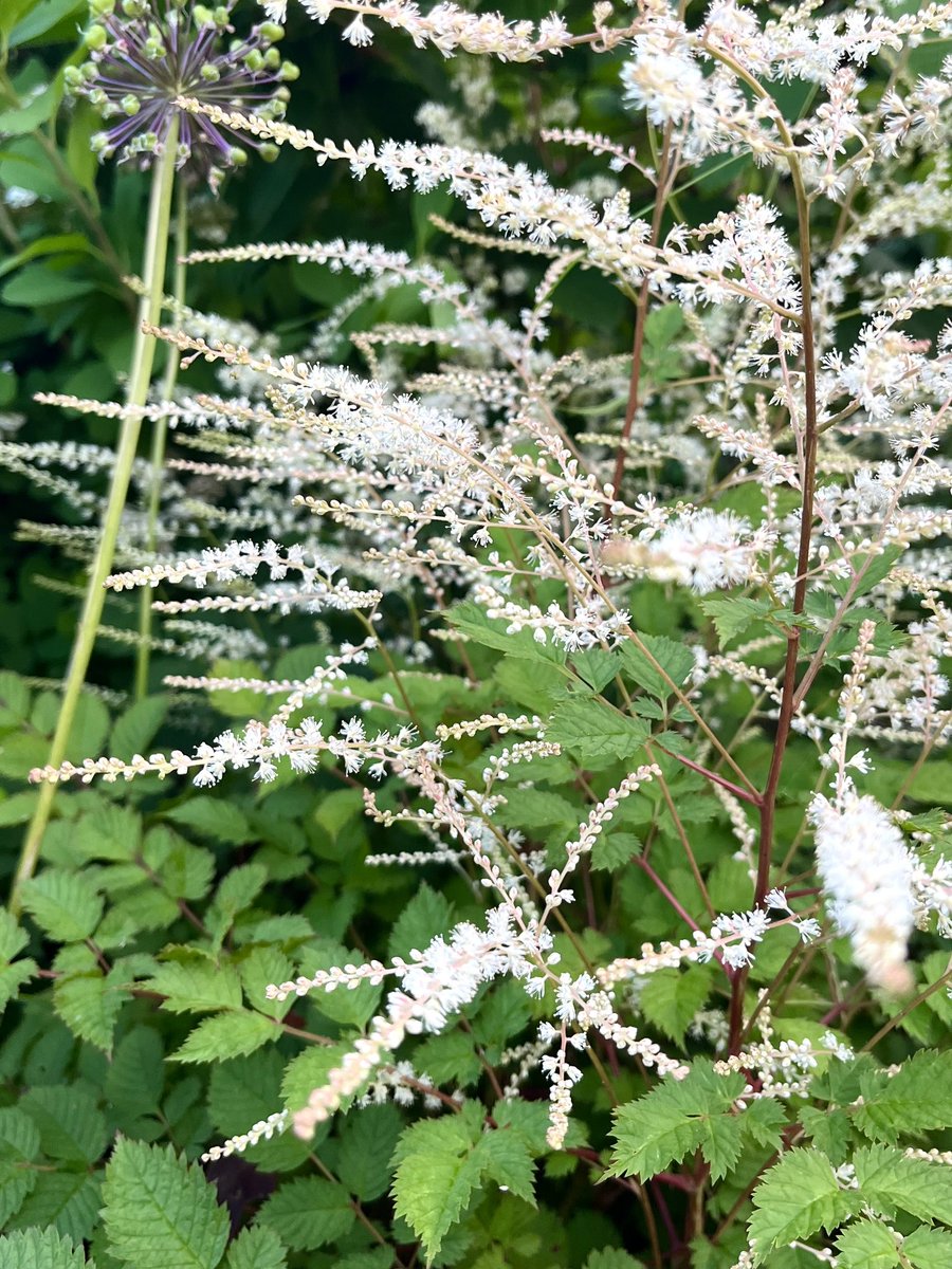 ZaneMiluna's tweet photo. Nolēmu, ka mazliet jāatšķaida peoniju plūsma. Kazbārdis “Misty Lace”. Burvīgs, man šķiet. :) #aruncus #mygarden https://t.co/J5jKQTkMx8