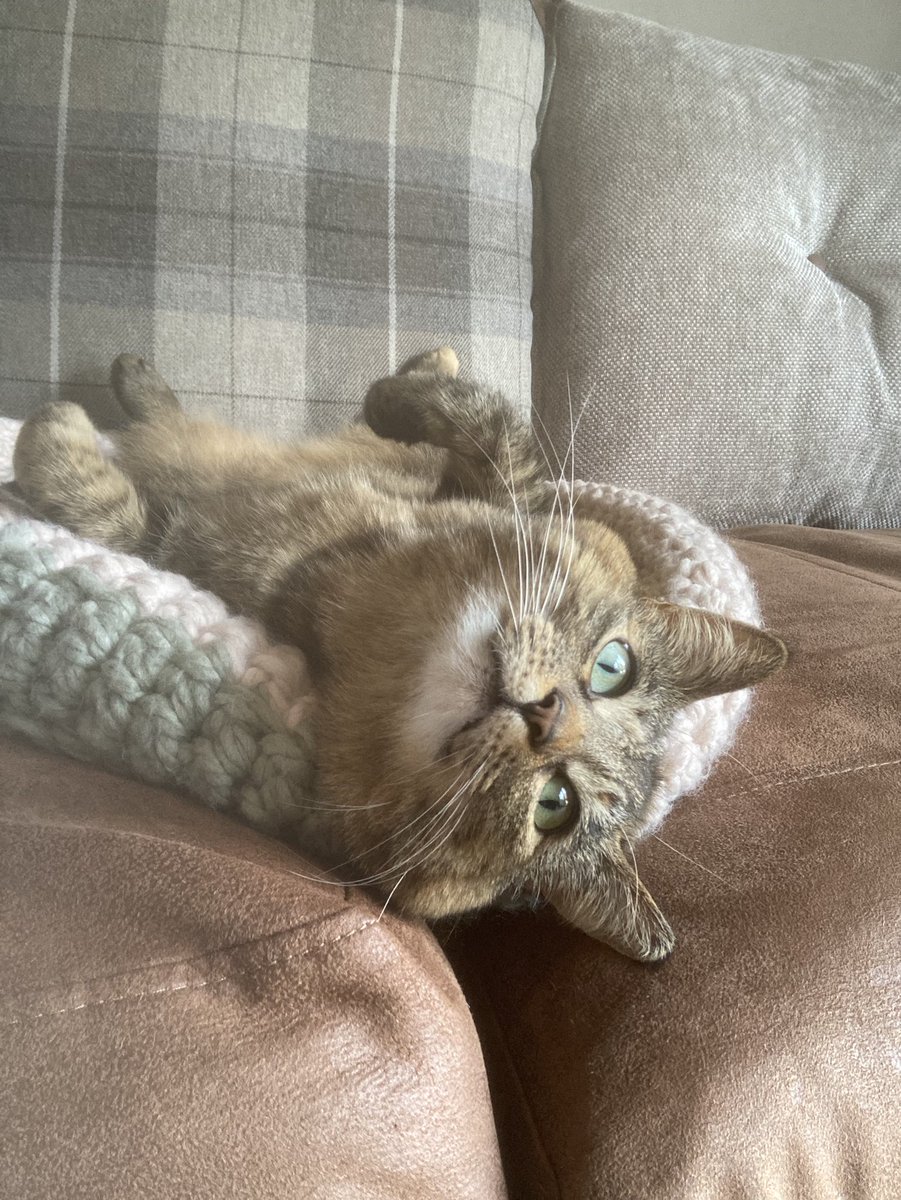 Nothing to do with singing today, just a picture of my gorgeous Tammy lazing on one of her many beds!
#CatsOnTwitter