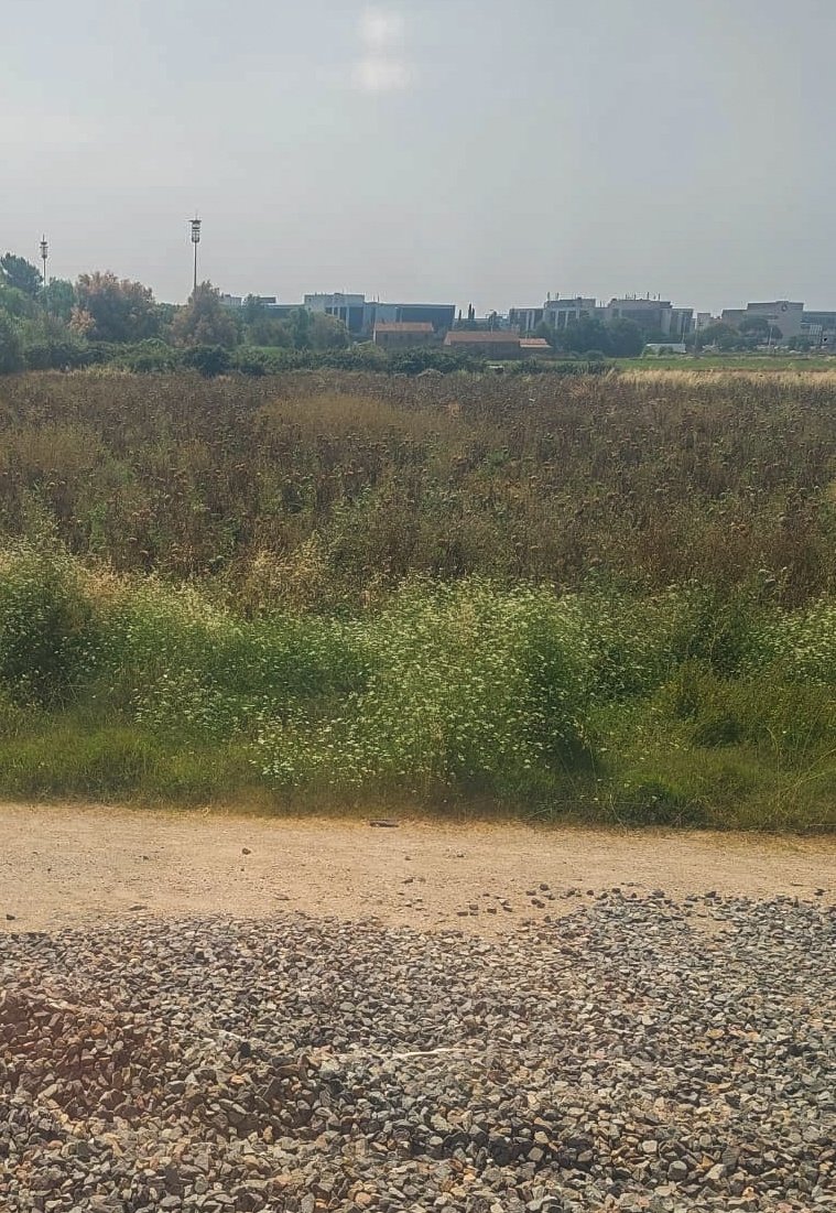 Una jornada más comprobando con calma como va progresando la cosecha de alcachofas de El Prat. Ya queda menos, pinta a buena temporada.
De momento a esta hora, regional R15 desde Reus llevamos 45 minutos de retraso y aquí seguimos. Gracias por todo un día más <a href="/rodalies/">Rodalies Catalunya</a> <a href="/Adif_es/">Adif</a>.