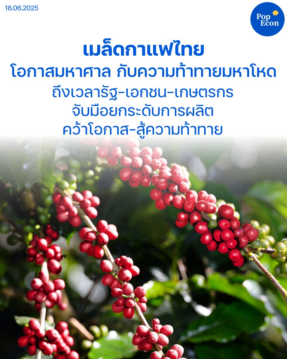 PopEconTH's tweet photo. กาแฟ เป็นอีกหนึ่งพืชเศรษฐกิจที่สำคัญของไทย ในช่วง 5 ปีที่ผ่านมามีความต้องการใช้เมล็ดกาแฟไทยของโรงงานแปรรูปกาแฟเพิ่มขึ้นอย่างต่อเนื่อง 

แต่ขณะที่มีโอกาสมหาศาล กาแฟไทยก็กำลังเผชิญกับความท้าทายมากมาย

อ่า��ต่อ https://t.co/4vZRybAJ1h

#กาแฟ #เมล็ดกาแฟ #กรมส่งเสริมการเกษตร #เกษตรกร https://t.co/oftH6ciCU1