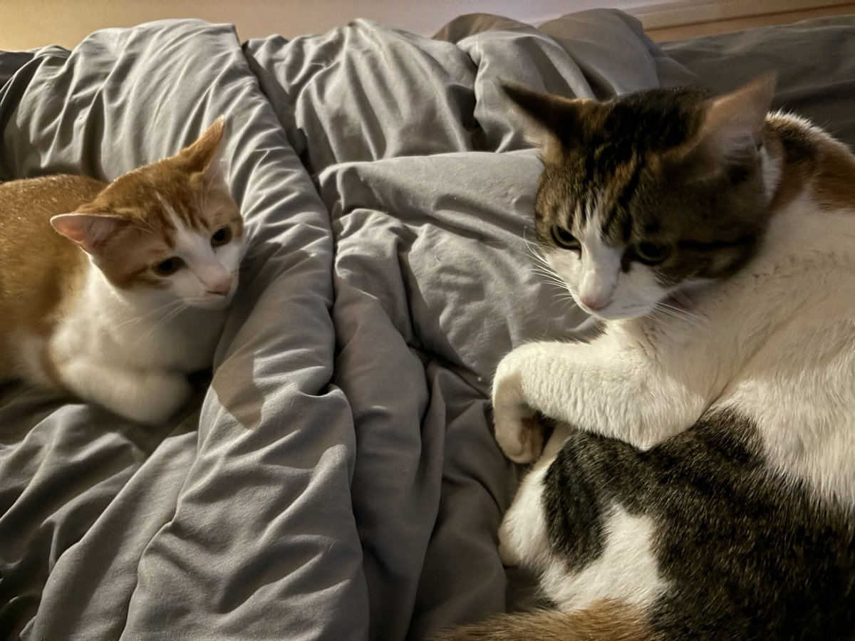 ご報告🐈 この度、我が家に新入りを迎えさせてもらいました✨ ライト