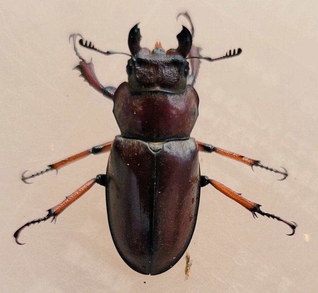 ミヤマ好きには堪らない！！
グラディウスミヤマWild個体♂58♂59
50後半になると形状も素晴らしく発達し60を越えると更に迫力満点です😄

順調に産卵もしてくれていますので、楽しみです😄