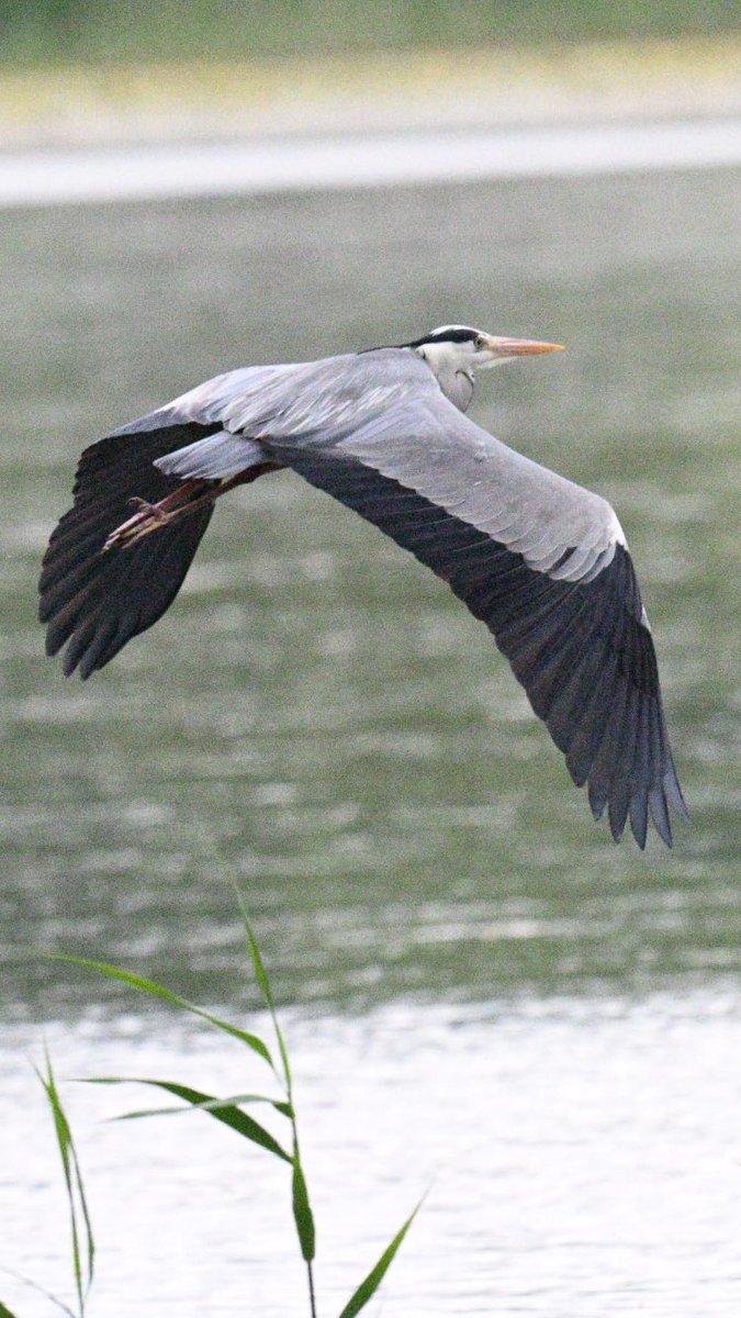 Was hoping to catch Osprey fishing at Llangorse Lake but had to settle for another prolific fisherman.