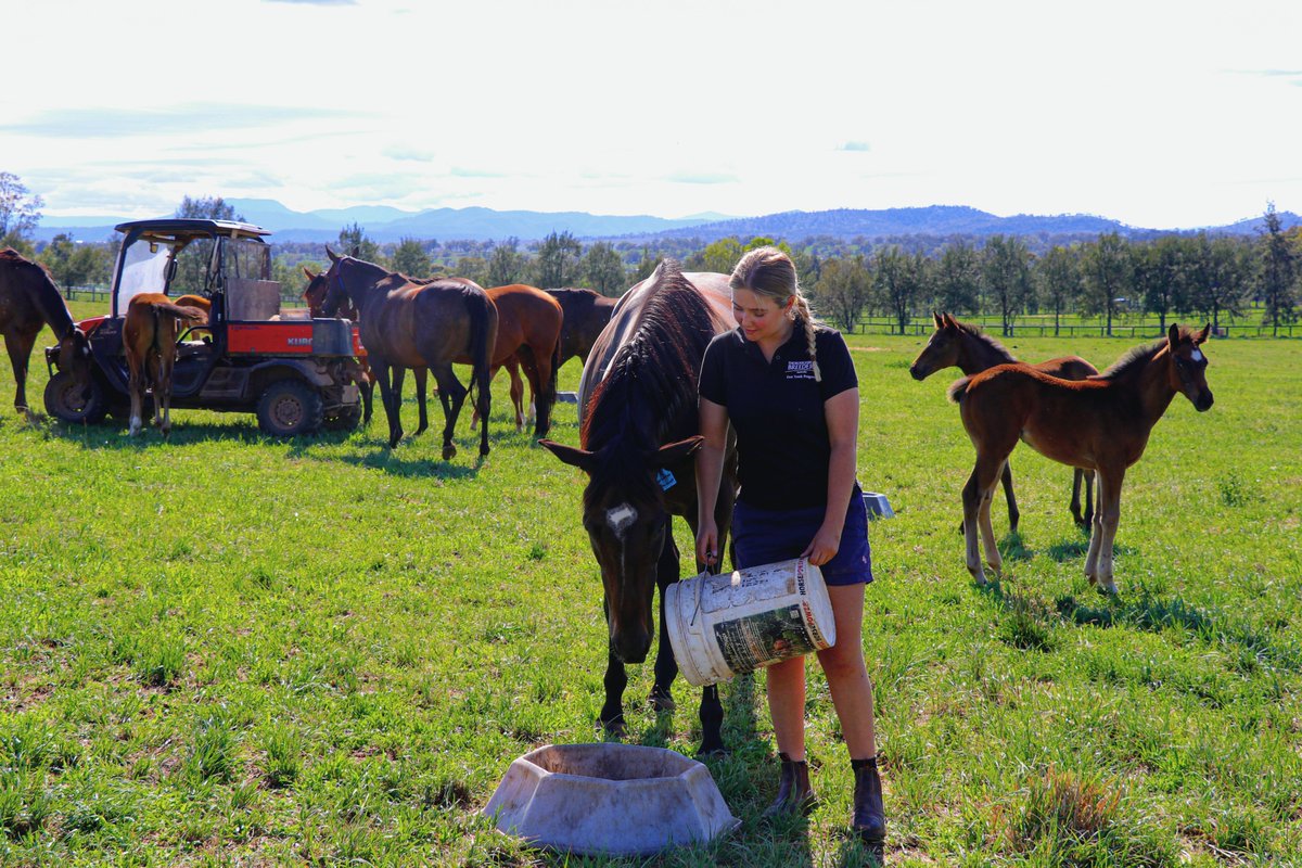Which of these should always be the base of a horse’s diet?
a) Grains
b) Fibre
c) Protein supplements

Horses were built to graze. And feeding them right is more complex than you might think.

Get the full picture on equine nutrition with Dr Caroline Foote at