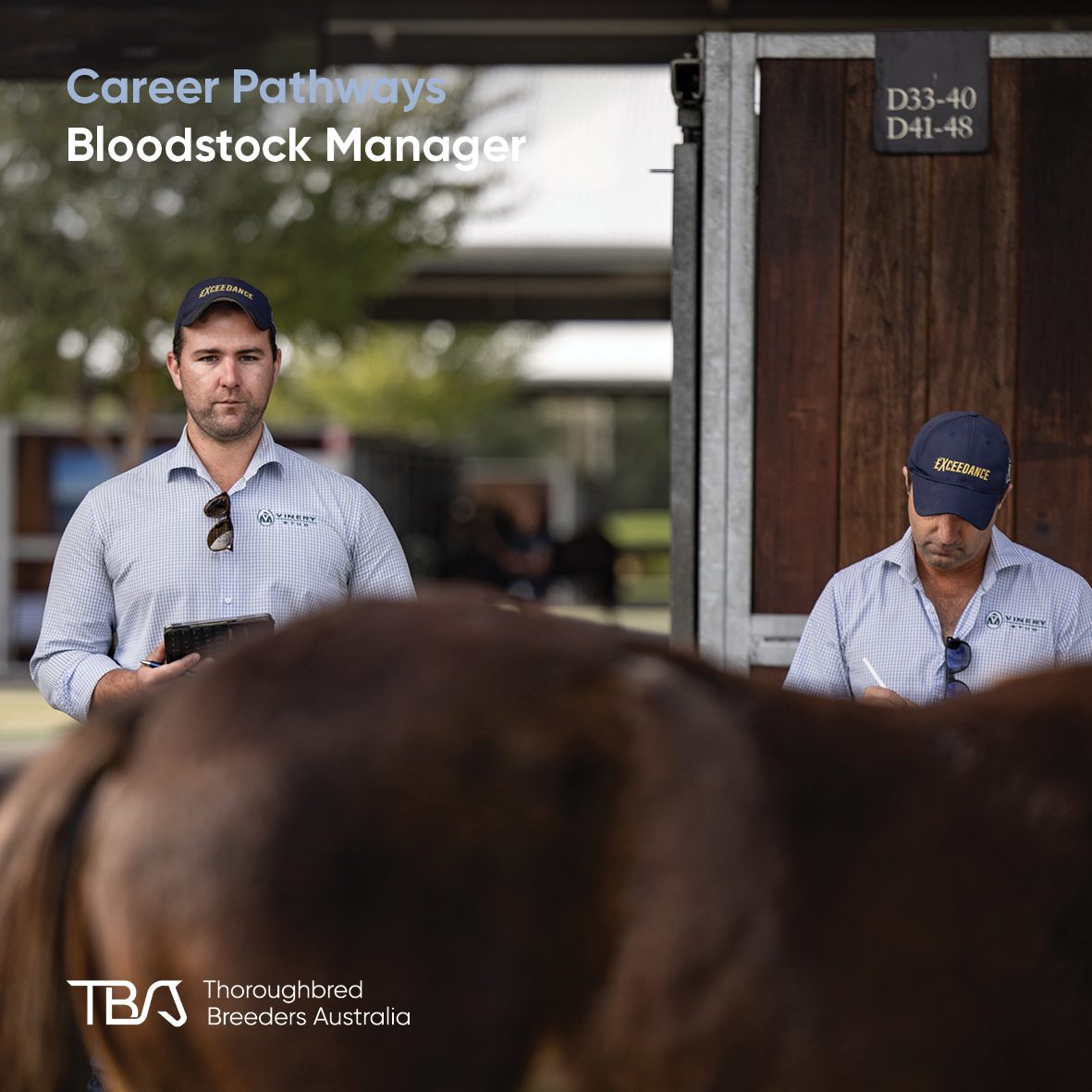 Career Pathway – Bloodstock Manager

Bloodstock managers oversee the care, training and sales preparation of thoroughbreds for studs, trainers or owners.

They manage everything from yearling selection and sales to preparing horses for racing or breeding careers. Strong