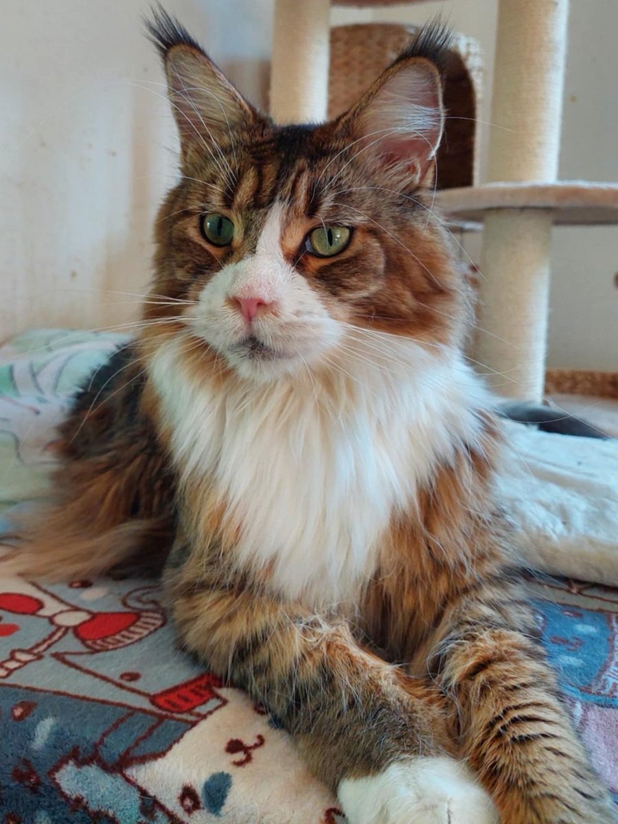 Ja jeszcze żyję. Cicho leżę, bo każdy ruch boli. Ale kiedyś chcę się zasilać… Jeszcze tylko raz na światło dzienne. Czy ktoś może pomóc mi dożyć jutra?

pomagam.pl/amisiaa