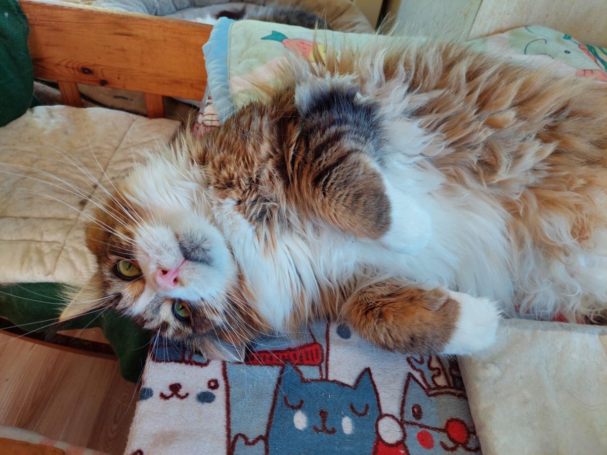 Kiedyś mruczałam.
Teraz tylko leżę. Cicho.
Ludzie mówią, że to FIP. Że nie przeżyję bez pomocy.
Ale ja nie chcę jeszcze iść.
Chcę wrócić do życia. Do tulenia.
Czy pomożesz mi zostać? 🙏
➡️ pomagam.pl/amisiaa