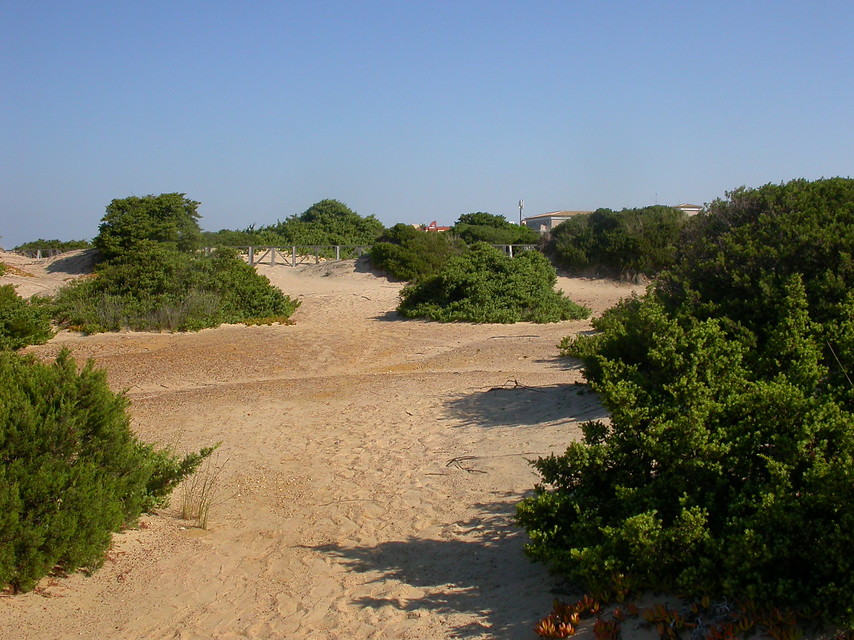 🌿 Los enebrales y sabinares costeros desempeñan un papel clave en la estabilidad de nuestras dunas y en la conservación de la biodiversidad.

Formaciones únicas del litoral andaluz, resisten condiciones extremas y protegen el equilibrio ecológico.
🔗 lajunta.es/5pp6c