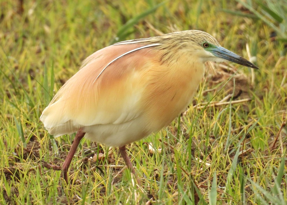 GARCILLA CANGREJERA /Ardeola ralloides/ en plumaje nupcial. Esta ardeida de tamaño medio suele permanecer inmóvil esperando a que alguna presa (ranas, pececillos, invertebrados,...) se ponga al alcance de su pico