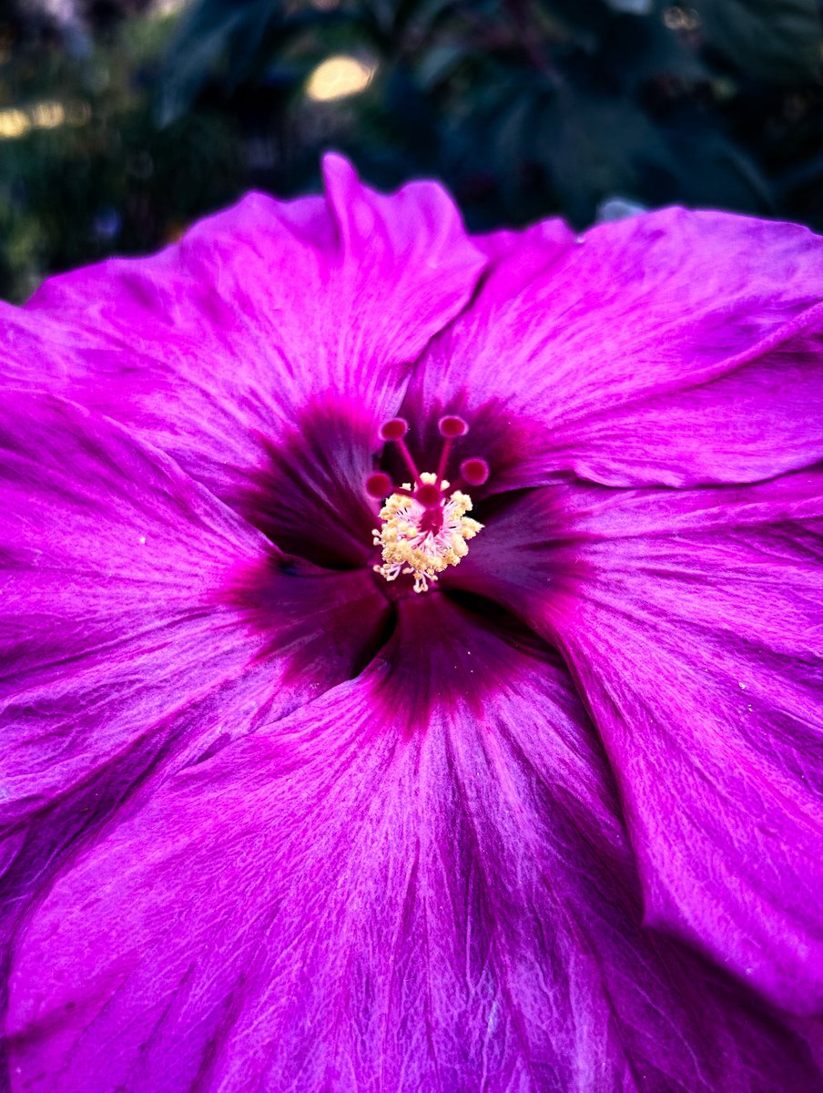 SamWooldrik's tweet image. “Hibiscus” is available for purchase in my online gallery! Just click the link in my bio! ⬆️ #samwooldrikphotography #hibiscus #malvaceae #swamprosemallow