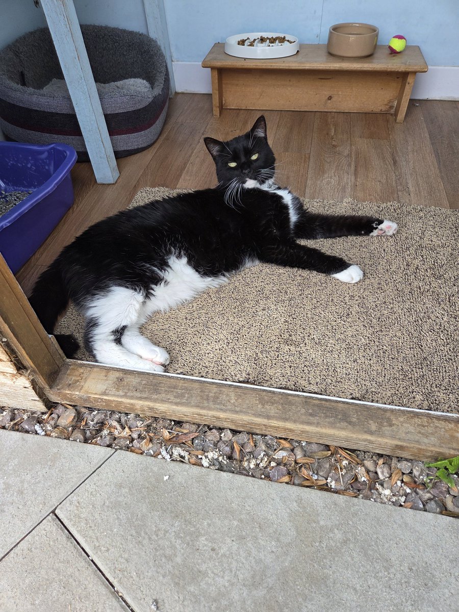 #WhiskersWednesday ~ Hello from Pru relaxing in one of the village cottages &amp; keeping out of the sun. #inthecompanyofcats #seniorcats #catsknowbest #cat #cats #villagecats