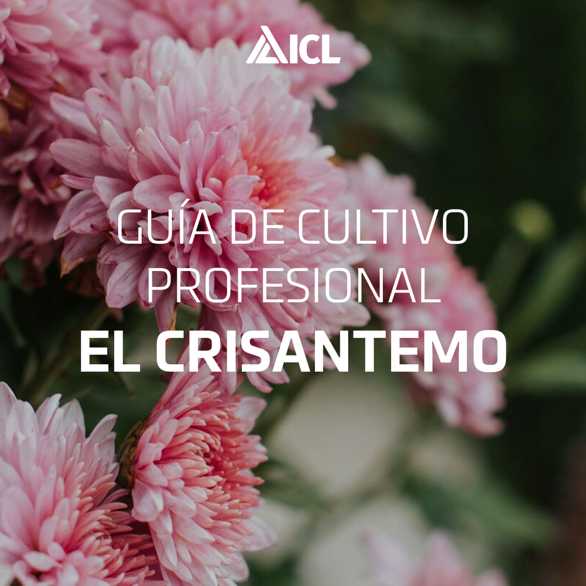 ¿Eres productor de la planta del crisantemo? ¡Nuestra guía de cultivo te interesará!

✔️Mejores prácticas según el momento del cultivo
✔️Productos adecuados
✔️Recomendaciones sobre plagas y enfermedades

👉Consulta la guía: bit.ly/guia-icl-crisa…

#Horticulture #Horticultura