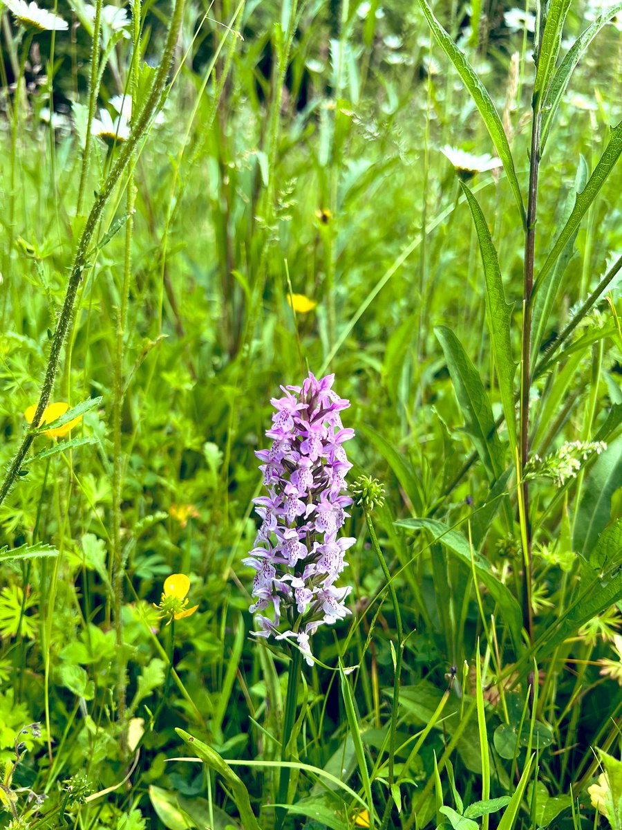 Lussas (@lussas) on Twitter photo Couldn’t be more pleased about this sudden appearance in my ‘no mow’ lawn <a href="/donnarainey4/">Donna Rainey</a> ! Early Marsh Orchid (I think <a href="/BSBIbotany/">BSBI: Botanical Society of Britain & Ireland</a>) Couldn’t be more pleased about this sudden appearance in my ‘no mow’ lawn <a href="/donnarainey4/">Donna Rainey</a> ! Early Marsh Orchid (I think <a href="/BSBIbotany/">BSBI: Botanical Society of Britain & Ireland</a>)