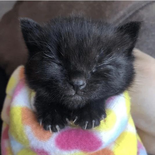 Black cats are not bad luck (@visualscat) on Twitter photo 