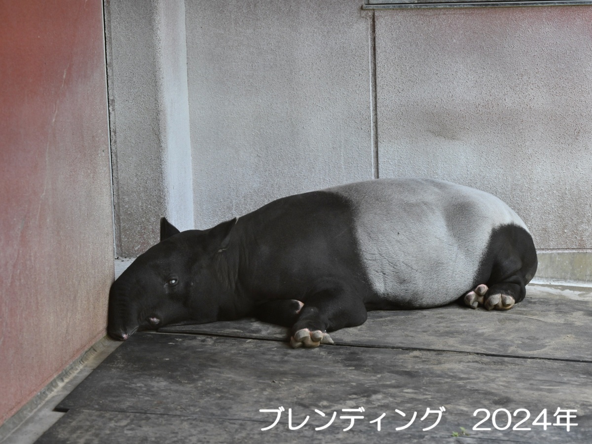 【 #横浜市繁殖センター 通信 】
 放飼場の隅でくつろぐ #マレーバク の「ナガ」。実はこの場所、ナガの父親「ブレンディング」にとってもお気に入りの場所です。この親子にとって居心地の良い場所なのかもしれません。#環境月間 #横浜