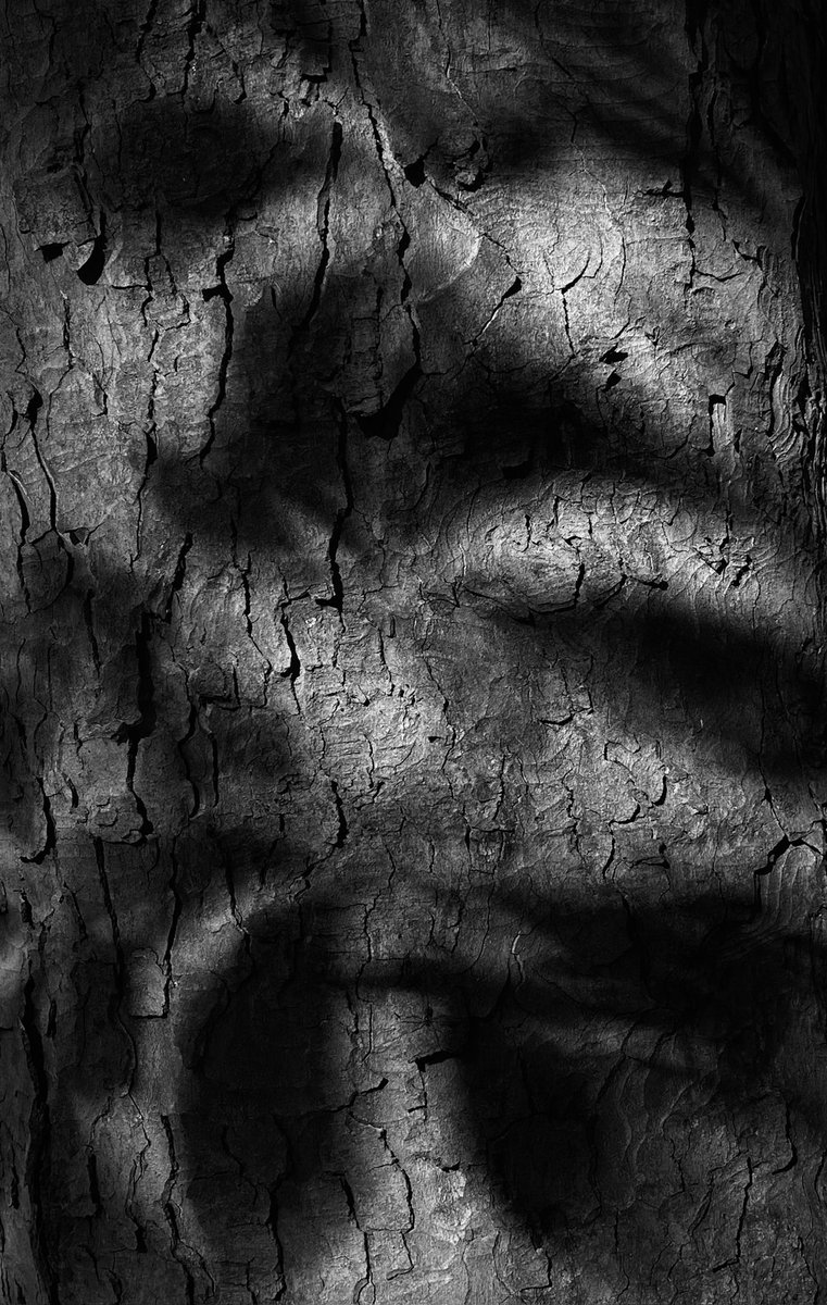 Morning wander.
#shadow #morningwalk