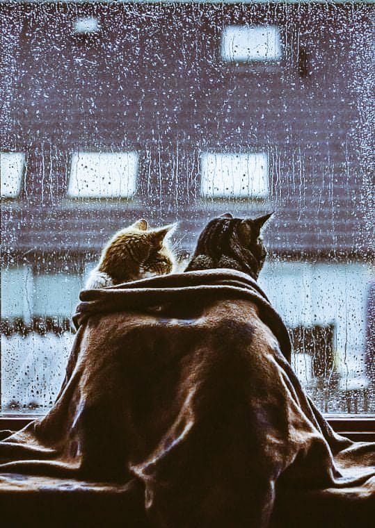 __"Amo las cosas buenas,las buenas historias que dicen algo;me gusta todo lo que hace palpitar mi corazón ...es bueno tener la piel 
de gallina porque significa que estás viviendo". 
 ~ José Saramago✒

#BuenosDias 
#BuenosDiasMundo 
#FelizMiércoles