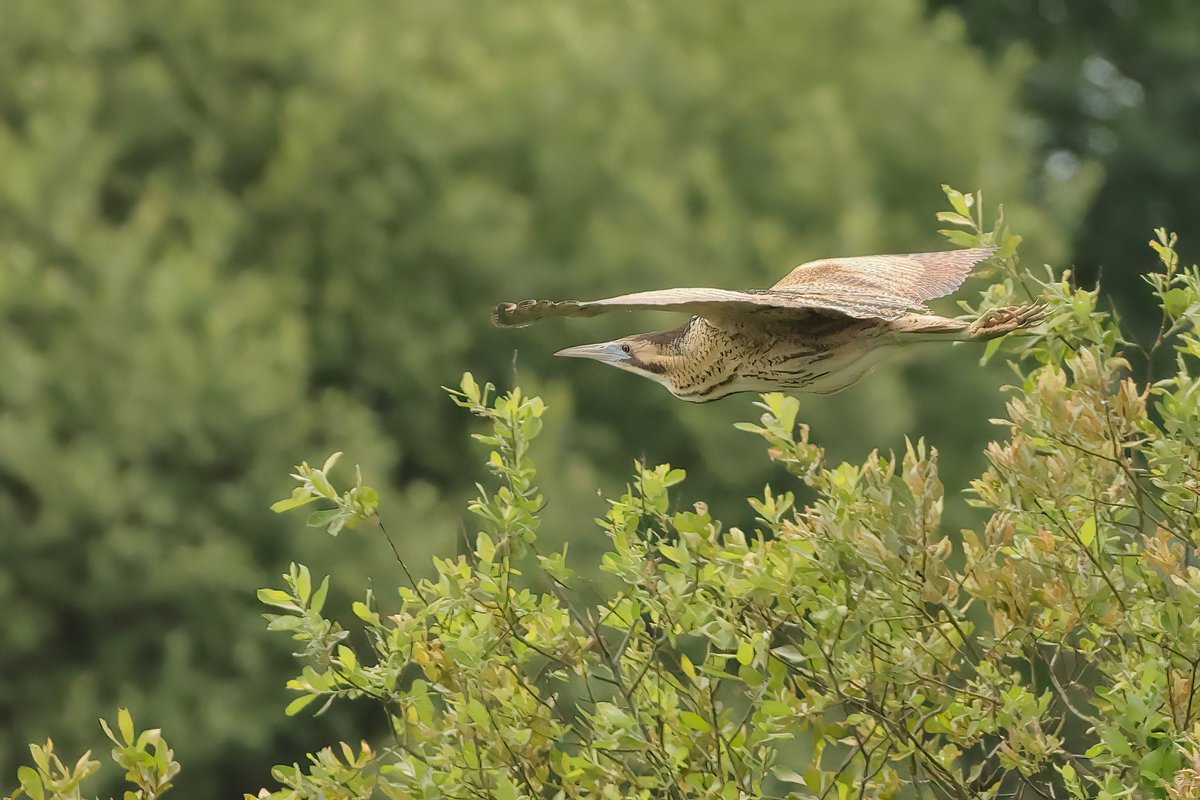 Jthomas123Jay's tweet photo. Bittern in Flight
#rspbhamwall https://t.co/V3deqn9GZV