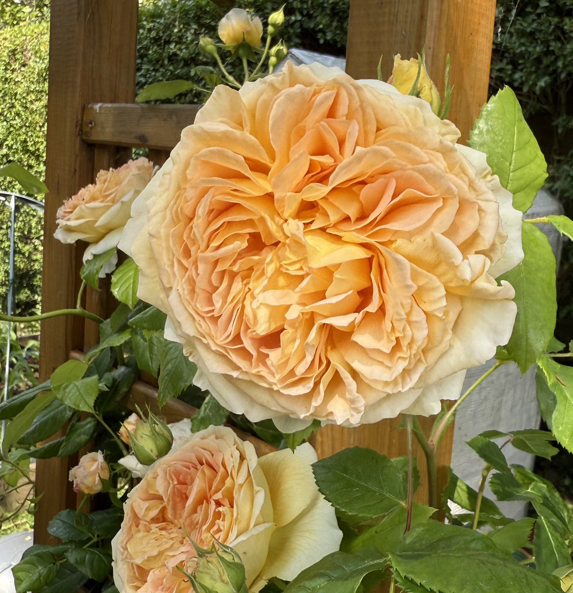 Another day another rose blooms!! Loving Bathsheba, showing off in the sunshine! Happy #RoseWednesday everyone 🥀🧡💛🌹 #mygarden #GardeningX