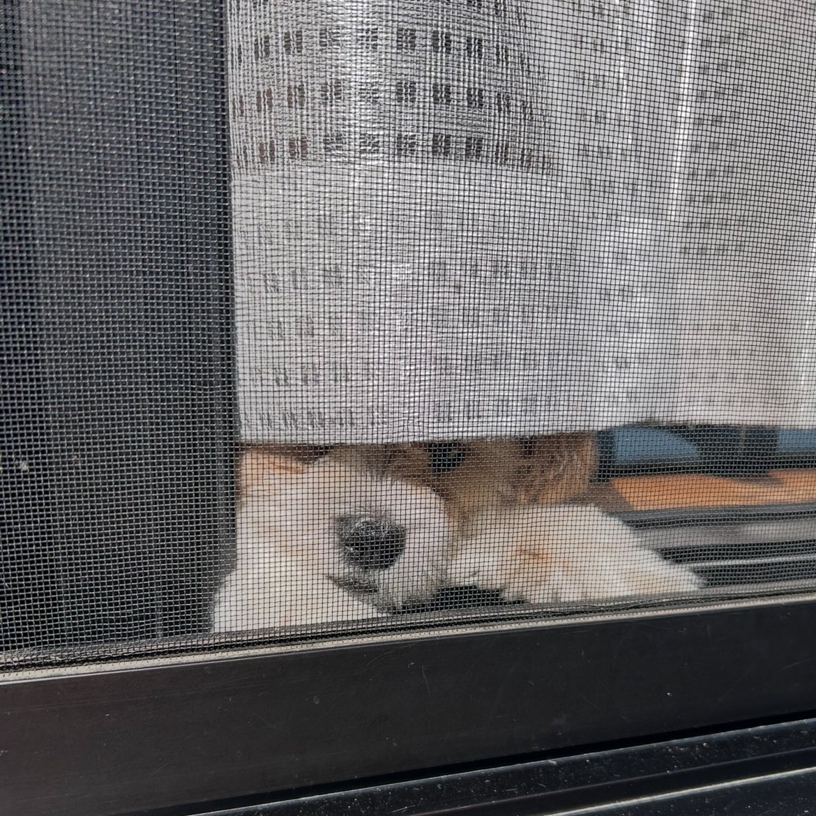 M70983282's tweet photo. 外出たいのに
暑すぎて出してもらえないイッヌ🐶

室内は冷房🌱
窓枠は暑くなってない時にお外見てたよ🐾

#シーズー 
#マルチーズ　
#マルシーズー https://t.co/HGx4Nmcv57