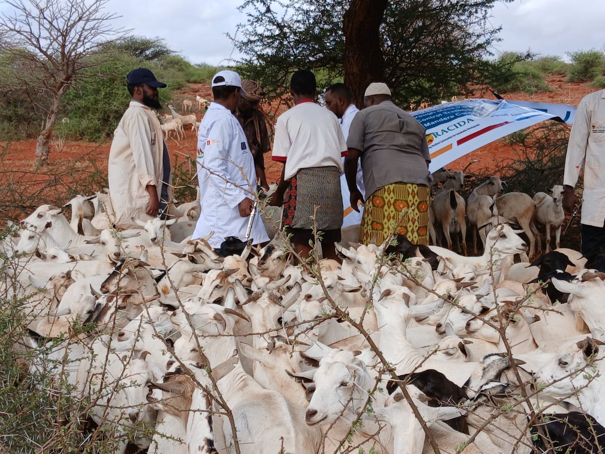 BORESHA- NABAD (@boresha_hoa) on Twitter photo 1/2
Ongoing: A 12-day mass livestock vaccination drive is underway across Mandera County.
The campaign is co-facilitated by <a href="/BORESHA_HoA/">BORESHA- NABAD</a> through <a href="/RACIDAofficial/">RACIDA</a>, in collaboration with the <a href="/Mandera_cgvt/">Mandera County Government</a> Department of Veterinary Services.
🎯 Target: 260,000 livestock vaccinated 1/2
Ongoing: A 12-day mass livestock vaccination drive is underway across Mandera County.
The campaign is co-facilitated by <a href="/BORESHA_HoA/">BORESHA- NABAD</a> through <a href="/RACIDAofficial/">RACIDA</a>, in collaboration with the <a href="/Mandera_cgvt/">Mandera County Government</a> Department of Veterinary Services.
🎯 Target: 260,000 livestock vaccinated