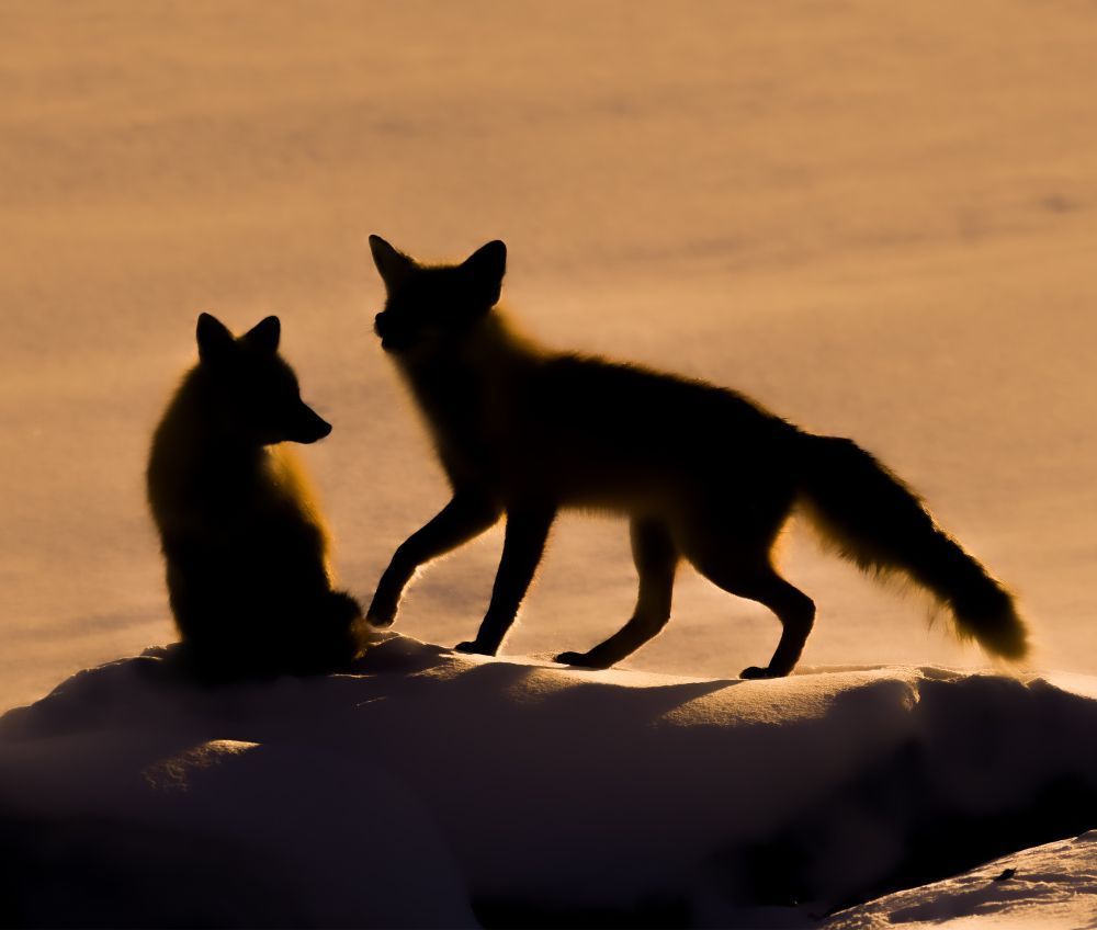 Chris Packham (@chrisgpackham) on Twitter photo Beautiful light ! A #foxoftheday in silhouette , taken by Andrea Shaw ( <a href="/shaws/">Shaw's Supermarket</a>-light.bsky.social on BlueSky ) , thank you Andrea ! Beautiful light ! A #foxoftheday in silhouette , taken by Andrea Shaw ( <a href="/shaws/">Shaw's Supermarket</a>-light.bsky.social on BlueSky ) , thank you Andrea !
