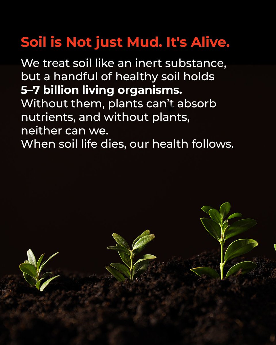 cpsavesoil's tweet image. 🌱 World Environment Day wake-up call: Save Soil
This article by Sadhguru explains why soil is more than just the ground we walk upon, it is the basis of almost all life on the planet.
📌 Swipe through to learn:
🔹 The connection between soil and all life on Earth
🔹 How weak