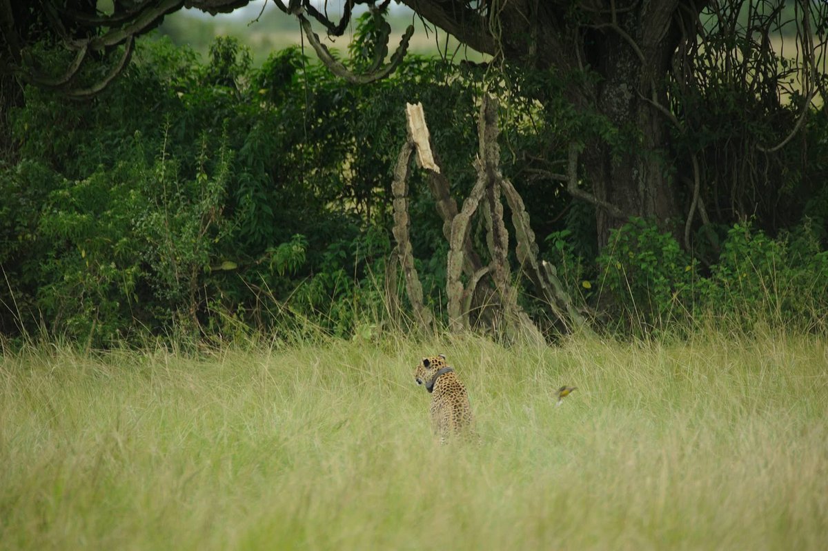 Day 6: Game drive and boat cruise along Kazinga channel. 

Book with <a href="/LenaTours_Ug/">Lena Tours & Travel</a> for an amazing experience!
WhatsApp +256700487423

📍Queen Elizabeth National Park
#ExploreUganda #VisitUganda