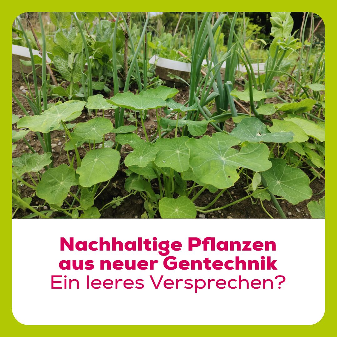 SAG (@sag_gentechfrei) on Twitter photo Verlockende Versprechen, ernüchternde Wahrheit: Die Marktrelevanz von Pflanzen aus neuer Gentechnik (NGT) ist auch nach vielen Jahren der Forschung sehr gering. gentechfrei.ch/de/themen/neue… Derzeit sind weltweit nur drei Sorten aus neuer Gentechnik im Anbau – und dies trotz teilweise Verlockende Versprechen, ernüchternde Wahrheit: Die Marktrelevanz von Pflanzen aus neuer Gentechnik (NGT) ist auch nach vielen Jahren der Forschung sehr gering. gentechfrei.ch/de/themen/neue… Derzeit sind weltweit nur drei Sorten aus neuer Gentechnik im Anbau – und dies trotz teilweise
