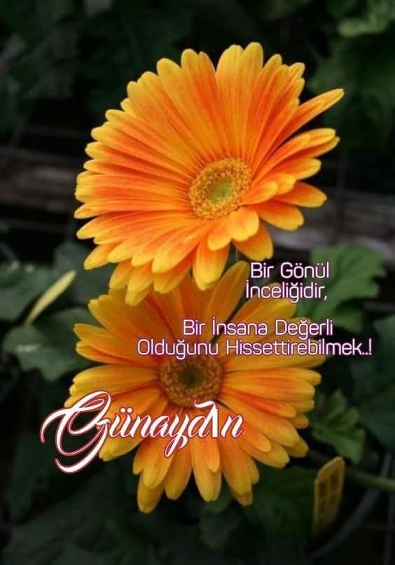 Günaydın,☕❤️🌻
Sevmekle başlar herşey,
Yeni güne uyanmayı,
Güne başlamayı,
Doğayı, insanları, hayvanları
Tüm canlıları,
Sevgi ilaçtır, sevmek sanattır.
Sevgi
İlacınızın çok olduğu bir gün diliyorum,
Sağlıkla, mutlulukla, umutla, sevgiyle❤️🧿🐞