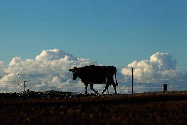 eDairyNews's tweet image. #China Mengniu #Dairy sheds $1b on Bellamy’s, reassures #lenders. Read the News 👉 buff.ly/OnmY7xK