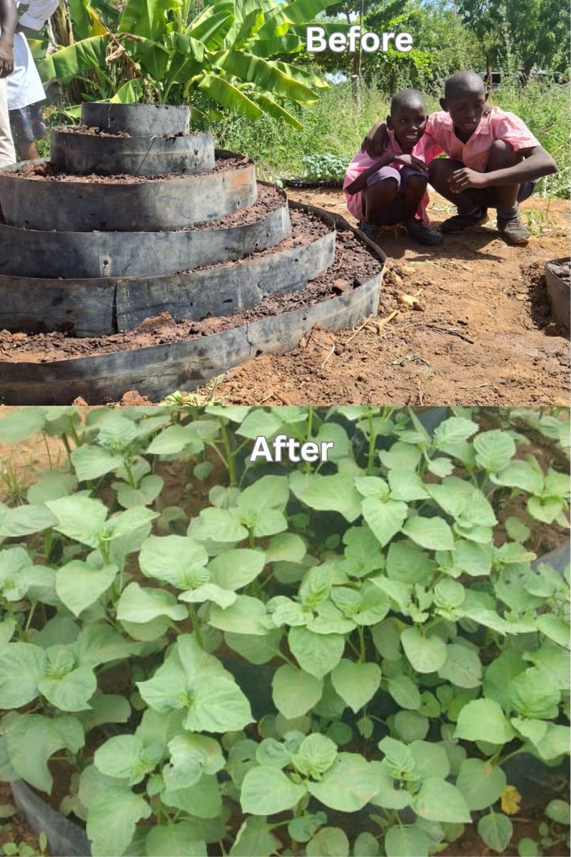 BIBA_Kenya's tweet image. From bare soil to a thriving garden!
At Karethani DEB School for Special Needs, we’ve built an inclusive demo farm in Tharaka Nithi growing food, agroecological skills & hope.
Planted on 23rd May 2025
Witness the transformation!
#Agroecology #Youth #TharakaNithi