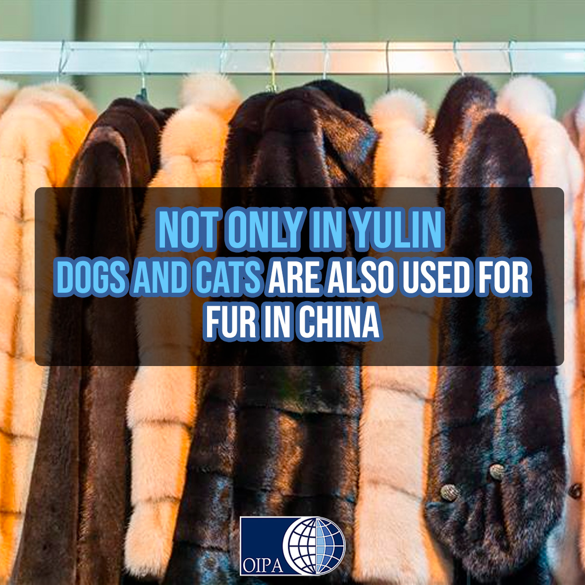 The business linked to cats and dogs is not limited to meat.🔪China is among the leading producers of fur.

❌Bags, toys, and clothing are the result of violence perpetrated on innocent living beings.

Our in-depth analysis here 👉 oipa.org/international/… 

#yulinfestival