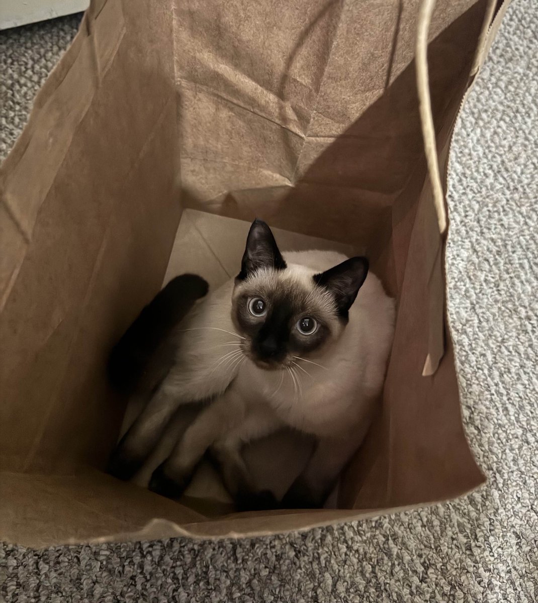 cats in the bag