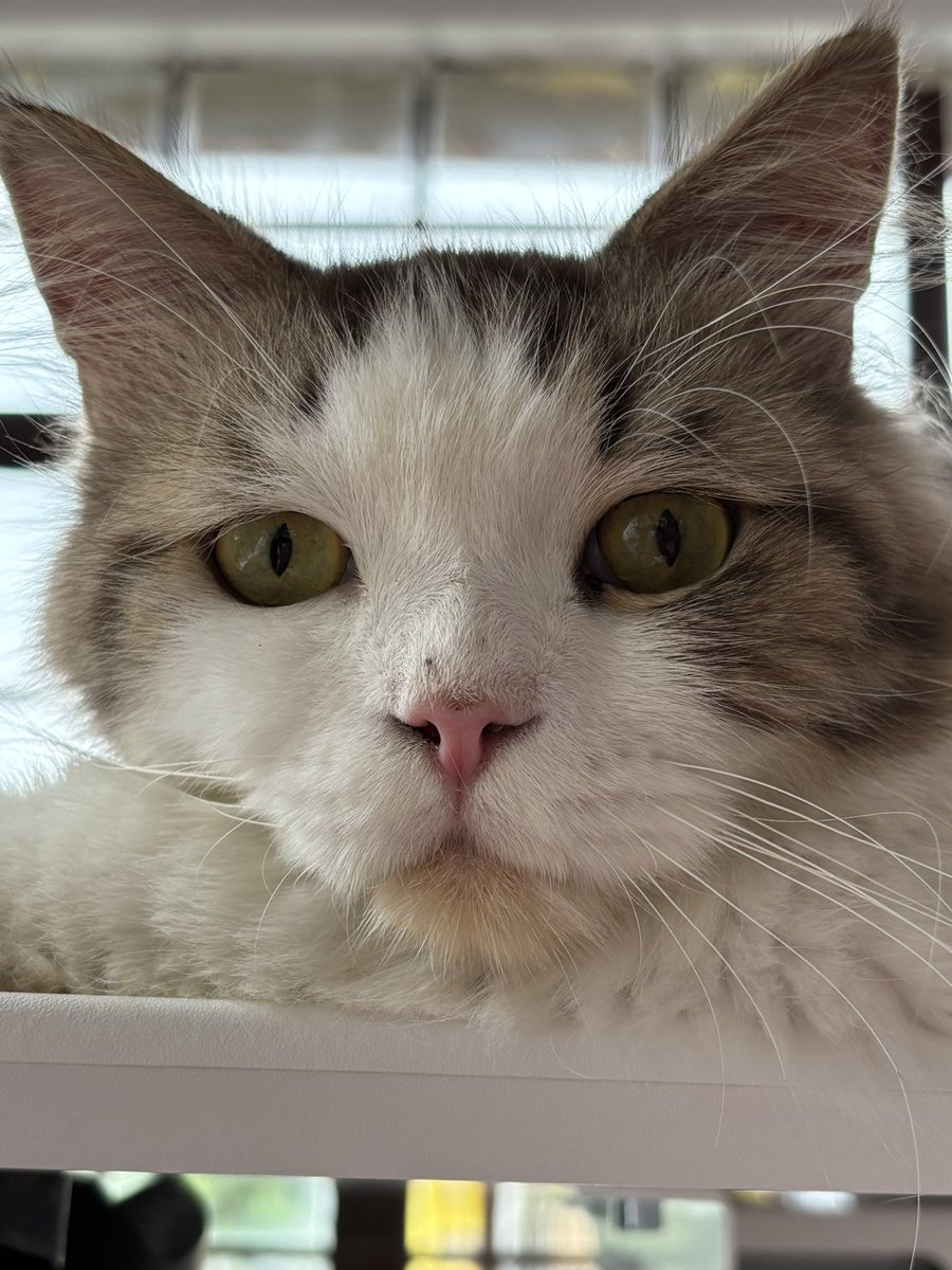 So much stuffs going on &gt;&lt; 
Mentally loaded I kept forgetting alot of things too and i havent been able to take my adhd meds due to it being always out of stock

QnQ) im getting slow at work / drawing ✍️ 
Whathaffen touma ? Why u crying agen 
I know adhd right?