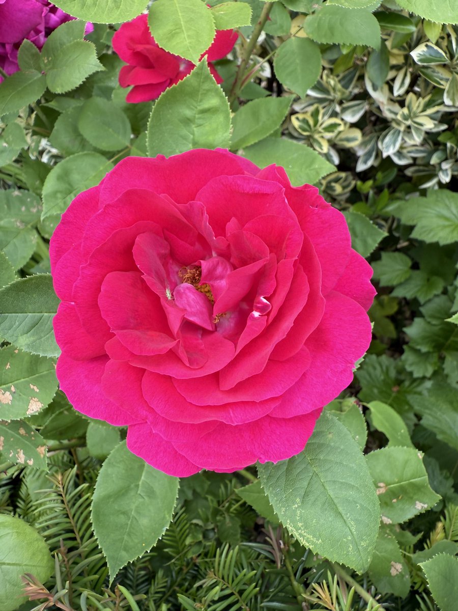 Beautiful colour for #RoseWednesday