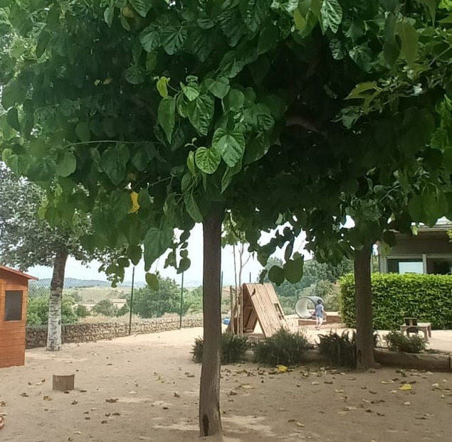 📢  El Papiol continua lluitant contra la plaga de l’escarabat de les moreres🌳
🌿Com cada primavera, s’ha aplicat un tractament preventiu que protegeix l’arbre des de dins 💉🌳
🛡️ L'actuació forma part del compromís de l’Ajuntament per garantir la salut dels arbres urbans❤️