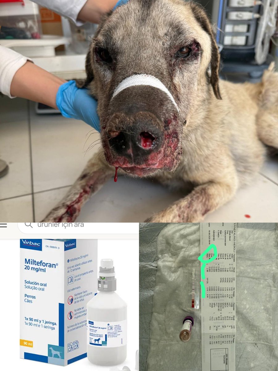 🆘🆘🆘🆘 🆘🆘 MİLTEFORAN LAZİM ‼️

LÜTFEN ELDEN ELE YAYALİM..

ELİNDE OLAN VARSA da bize ULAŞTIRABİLİR mi..🙏

👉 KIBRIS da TANIDIKLARI olanlarda bize ULAŞABİLİR mi ..🙏

Ayaz köyünden aldığımiz ağzından burnundan kan gelen çocuğumuzun LEİSMANYA POZİTİF çıktı..

KAN DEĞERLERİ 2