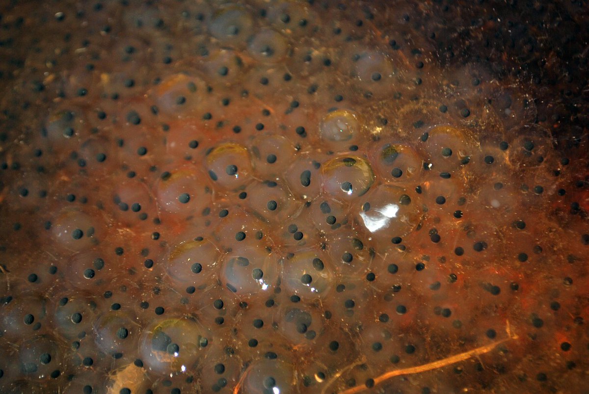 Wat is het verschil tussen padden- en kikkerdril? Je leest 't hier
 👉 tinyurl.com/5xhzw2b2