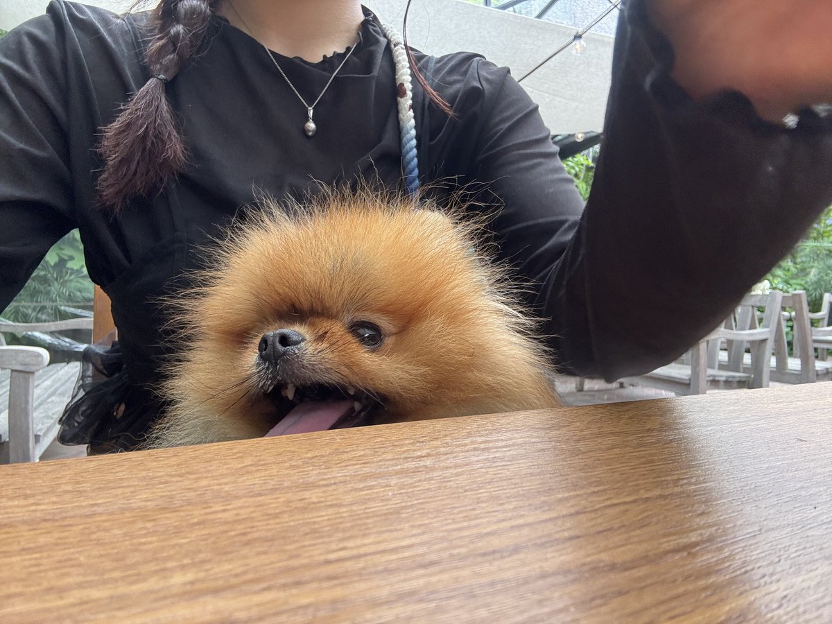 jun_pomeranian's tweet image. ヒョコ パヤパヤ
