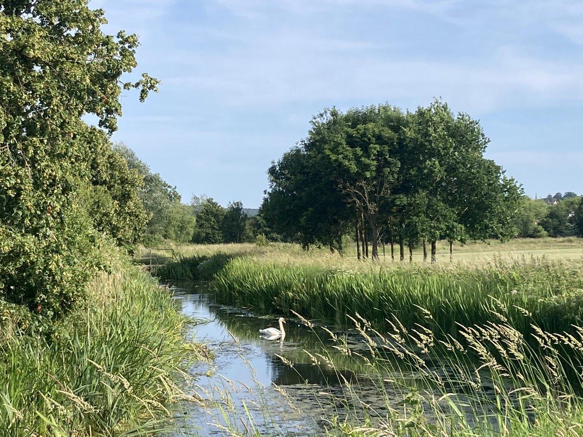 For over a year we shared the same riverbank. Every day my male mute swan friend swam alone as I walked alongside him. Not a word was uttered, but much was said

I always hoped, as did he, that one day he would not swim alone. We are still friends, but he now keeps his distance