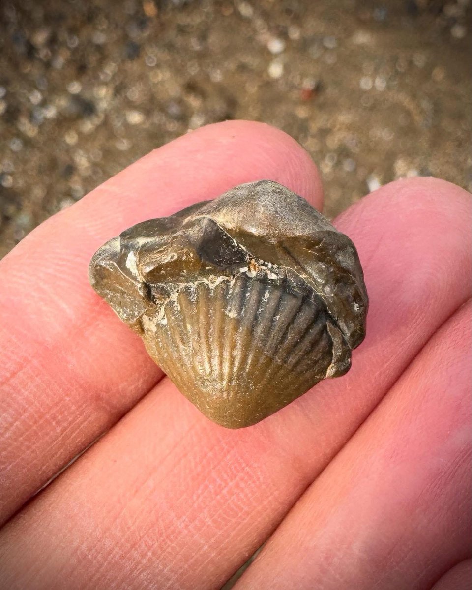 A perfect little fossil from last week. 

When people ask what’s the oldest thing I’ve found… this is it, fossils.

#mudlarkingfinds #mudlark #mudlarking